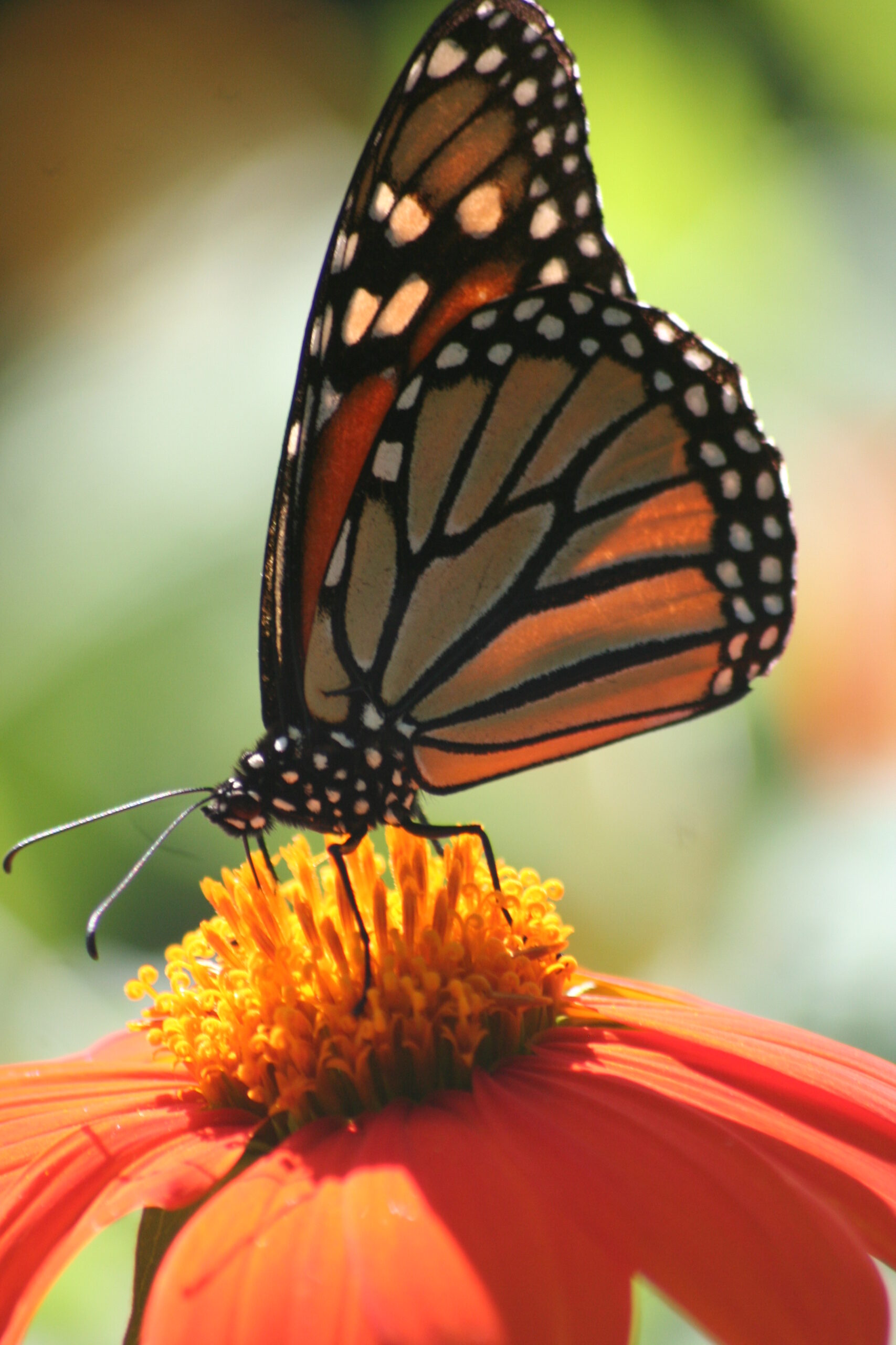 a monarch butterfly on top of a flower