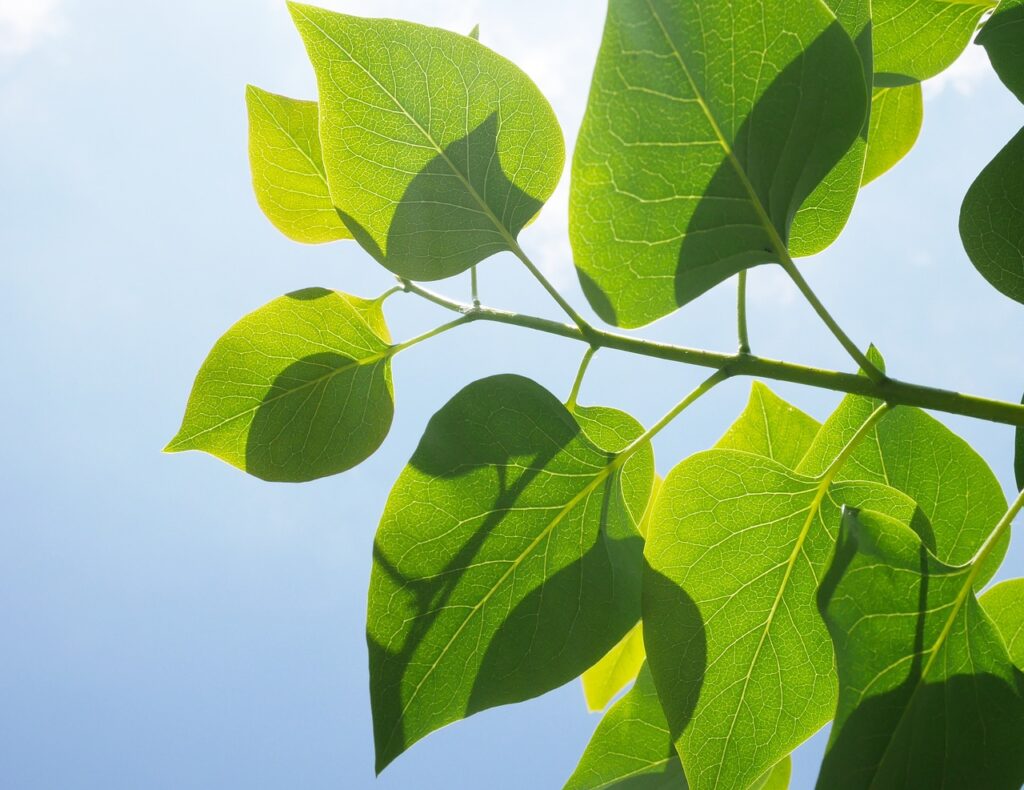 leaves lit from behind with sunshine
